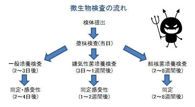微生物検査の流れ。検体提出後に塗抹検査が当日行われ、その後は一般培養検査、嫌気性菌培養検査、結核菌培養検査に分かれる。一般培養は2～3日後、嫌気性菌は3日～1週間後、結核菌は2～8週間後に結果が出て、その後感受性試験や同定が行われる。