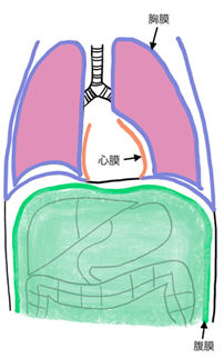 悪性胸膜中皮腫