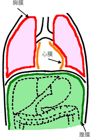 胸膜・腹膜のイメージ