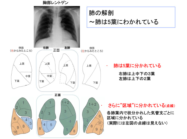肺の解剖～肺は5葉にわかれている